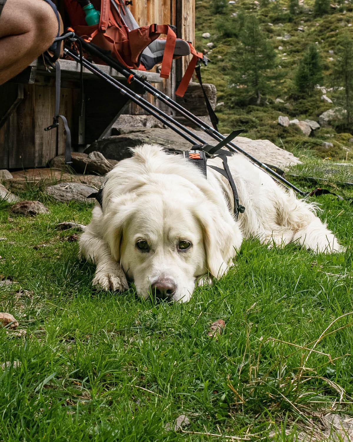 نيديراو Alpine Collection Wildschoenau Am Paraglidinglandeplatz Markbachjoch, Naehe Skiwelt Wilder Kaiser - Brixental المظهر الخارجي الصورة